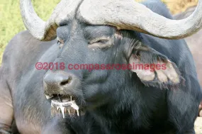 Buffalo, African 4-Metal
