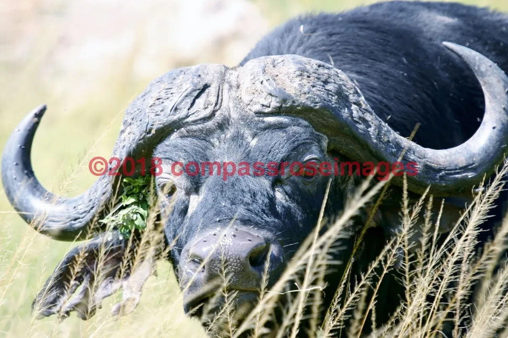 Buffalo, African 5