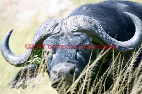 Buffalo, African 5
